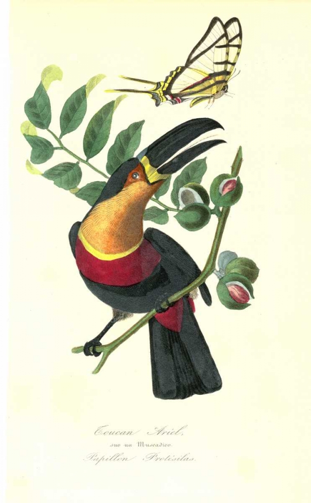 Toucan on Nutmeg Tree art print by 1842 Anonymous for $57.95 CAD