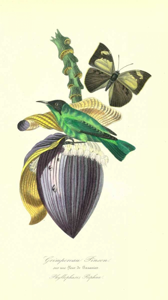 Finch on Flower of Banana art print by 1842 Anonymous for $57.95 CAD
