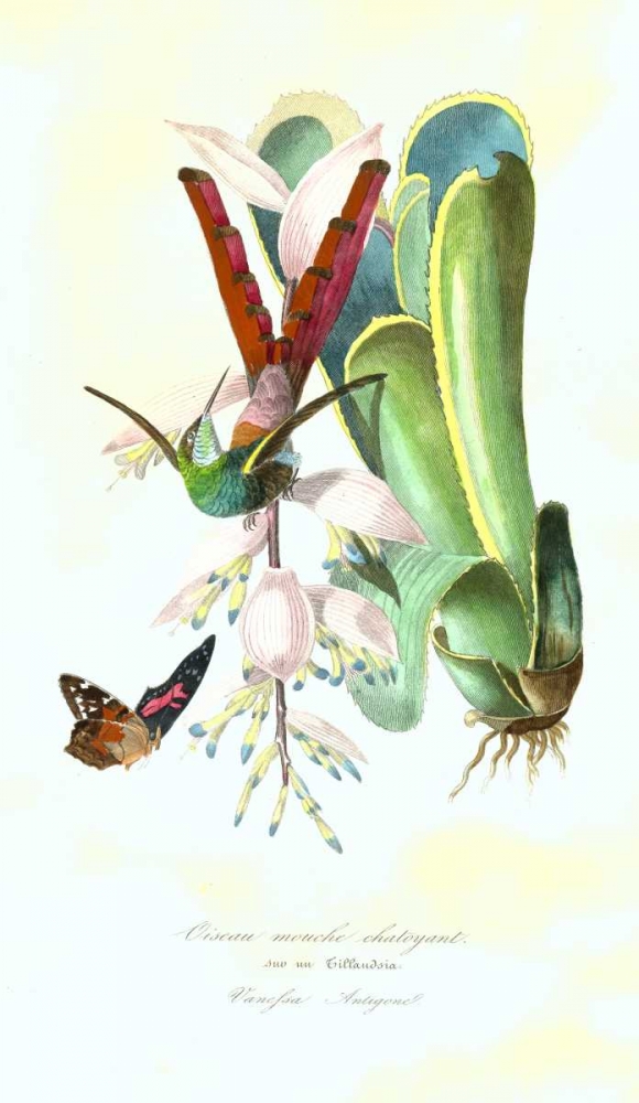 Humming Bird on Bromeliad art print by 1842 Anonymous for $57.95 CAD