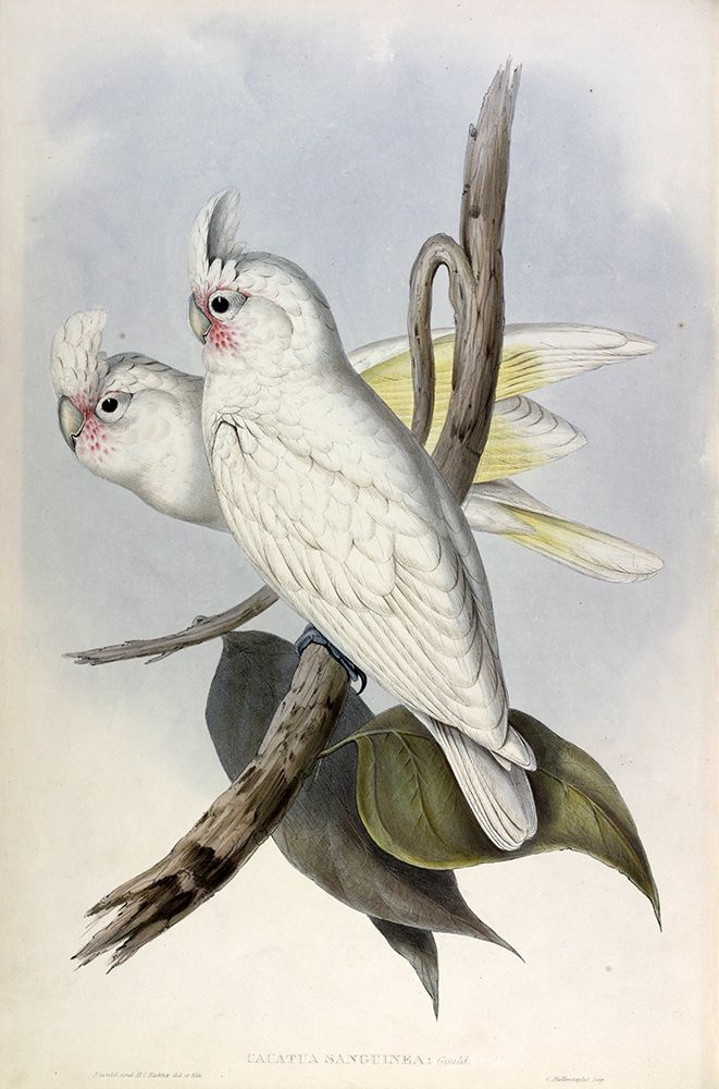 Blood stained Cockatoo art print by John Gould for $57.95 CAD