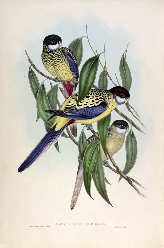 Browns Parakeet art print by John Gould for $57.95 CAD