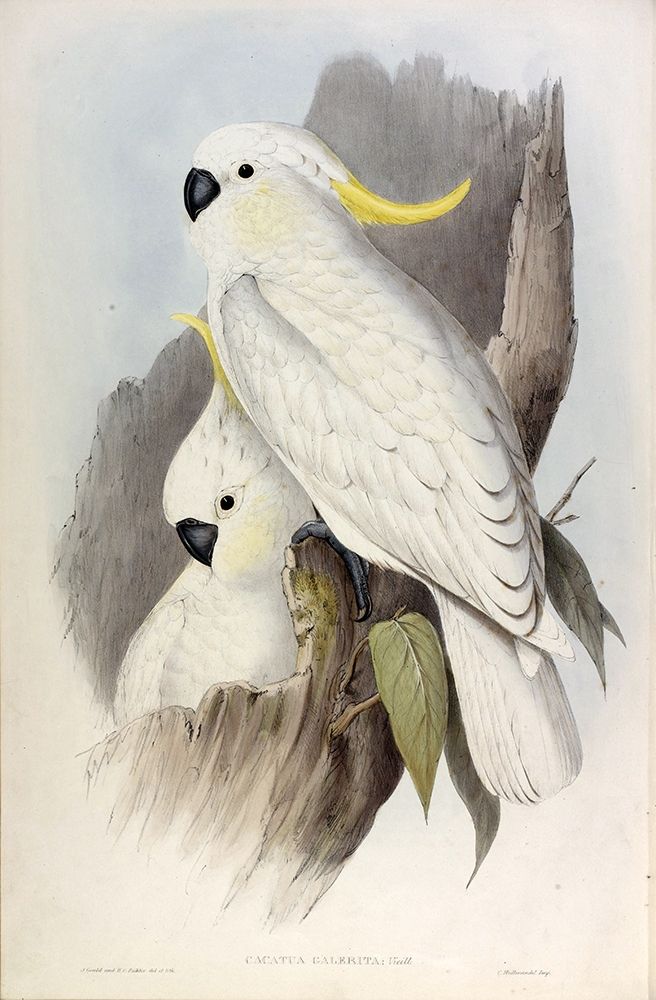 Crested Cockatoo art print by John Gould for $57.95 CAD