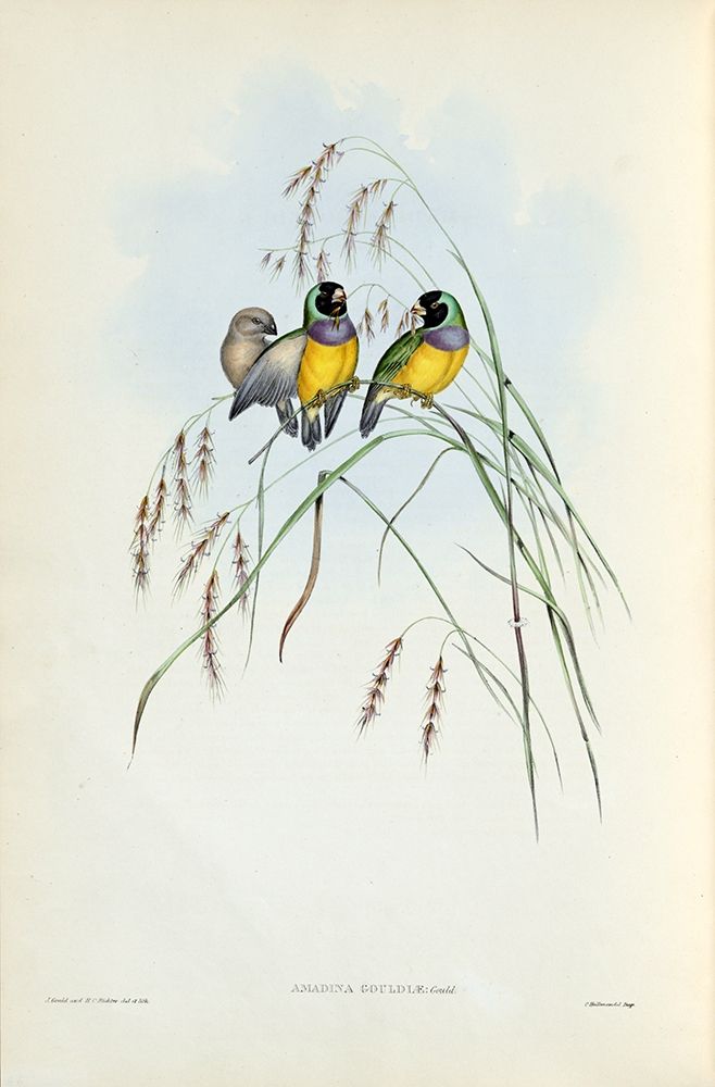 Gouldian Finch art print by John Gould for $57.95 CAD