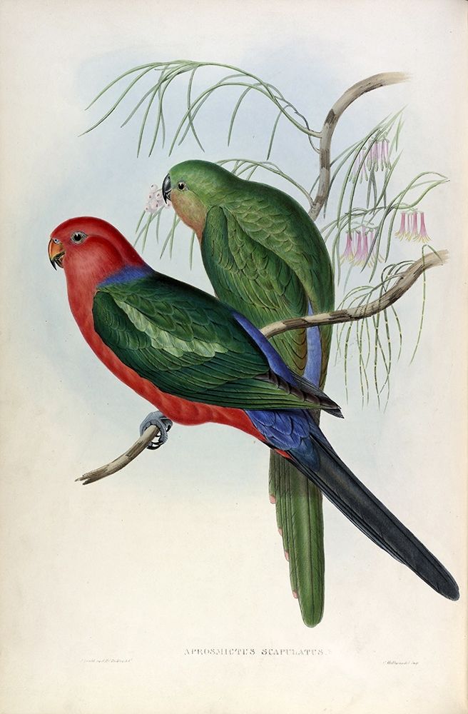 King Lory art print by John Gould for $57.95 CAD