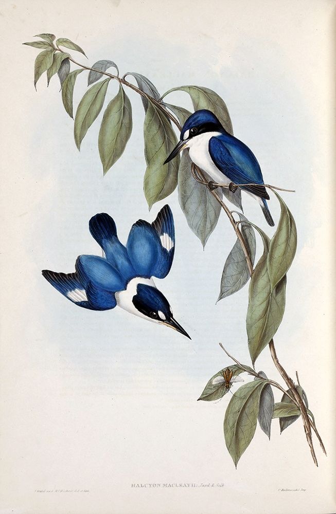 MacLeays Halcyon, Kingfisher art print by John Gould for $57.95 CAD