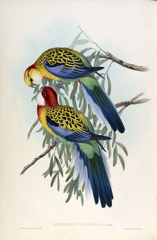 Splendid Parakeet art print by John Gould for $57.95 CAD