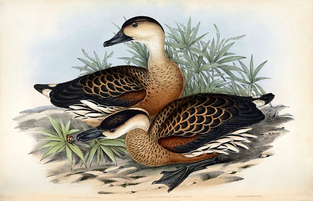 Whistling Duck art print by John Gould for $57.95 CAD
