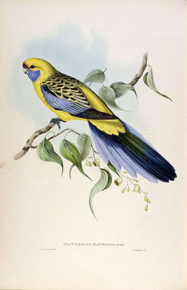 Yellow Rumped Parakeet art print by John Gould for $57.95 CAD