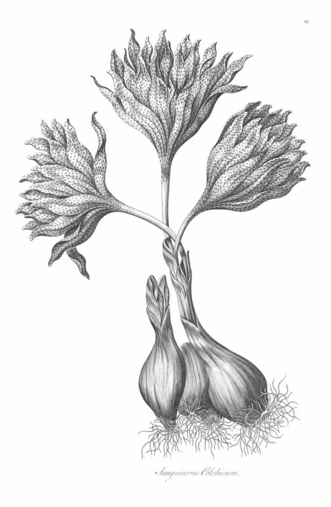 Sanguineous Colchicum art print by John Hill for $57.95 CAD
