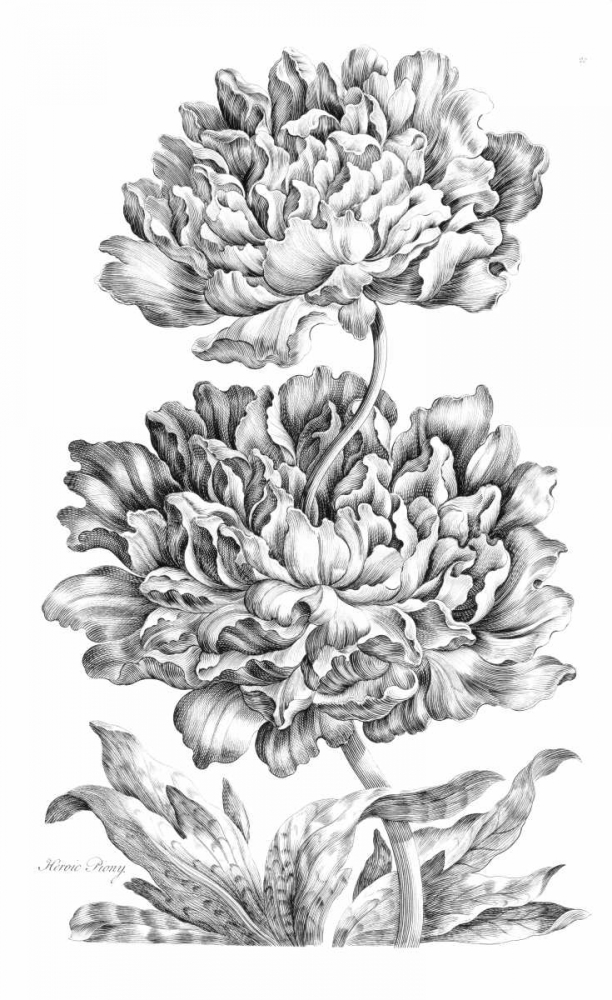 Heroic Peony art print by John Hill for $57.95 CAD
