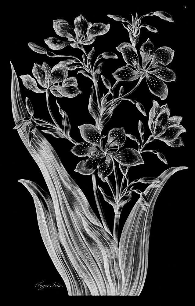 Tiger Ixia art print by John Hill for $57.95 CAD