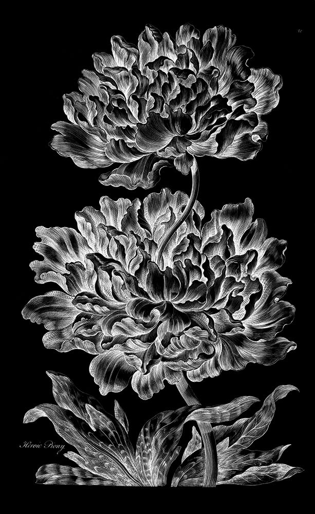 Heroic Peony art print by John Hill for $57.95 CAD