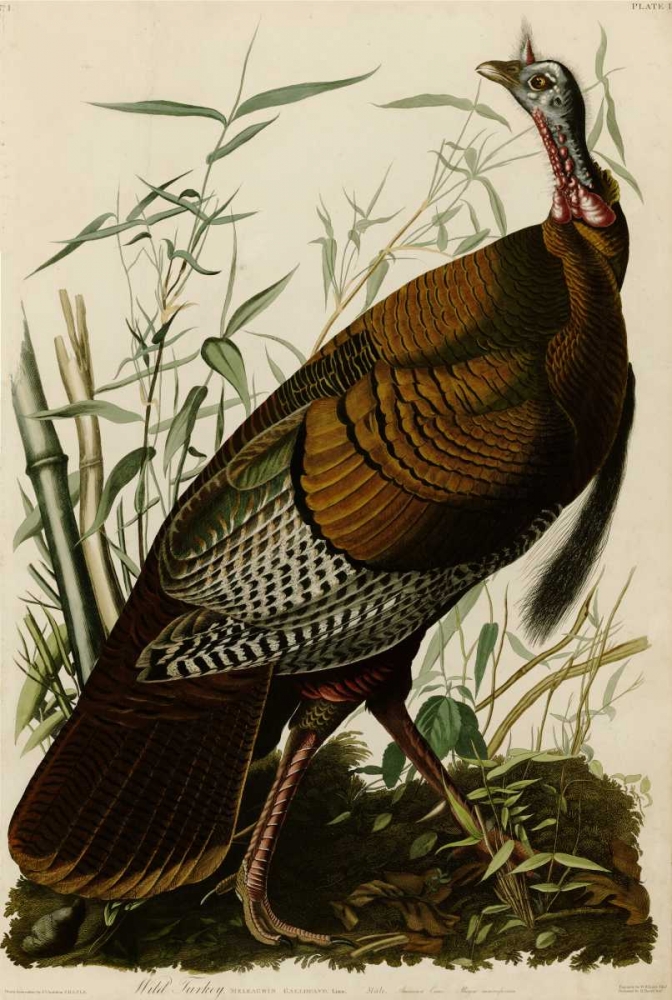 Willd Turkey art print by John James Audubon for $57.95 CAD