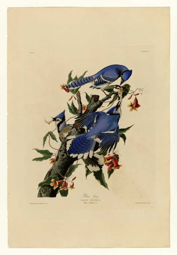 Blue Jay art print by John James Audubon for $57.95 CAD