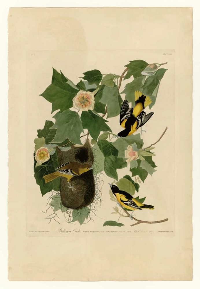 Baltimore Oriole art print by John James Audubon for $57.95 CAD