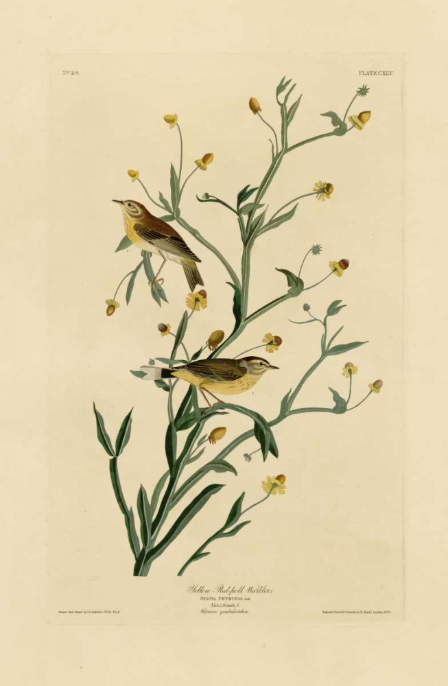 Yellow Red-Poll Warbler art print by John James Audubon for $57.95 CAD