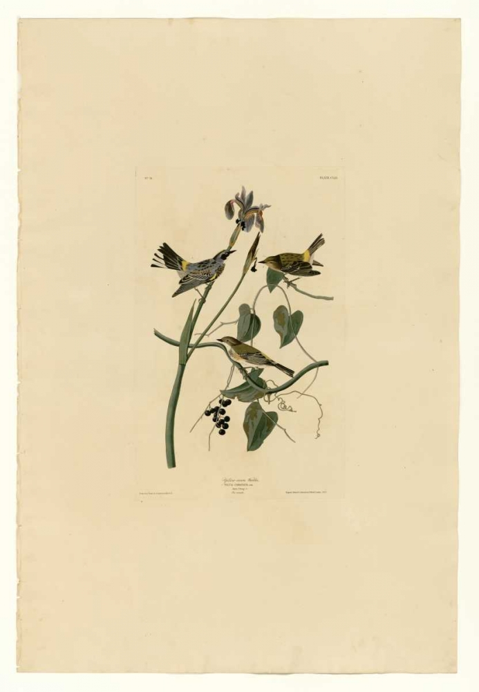Yellow Cream Warbler art print by John James Audubon for $57.95 CAD