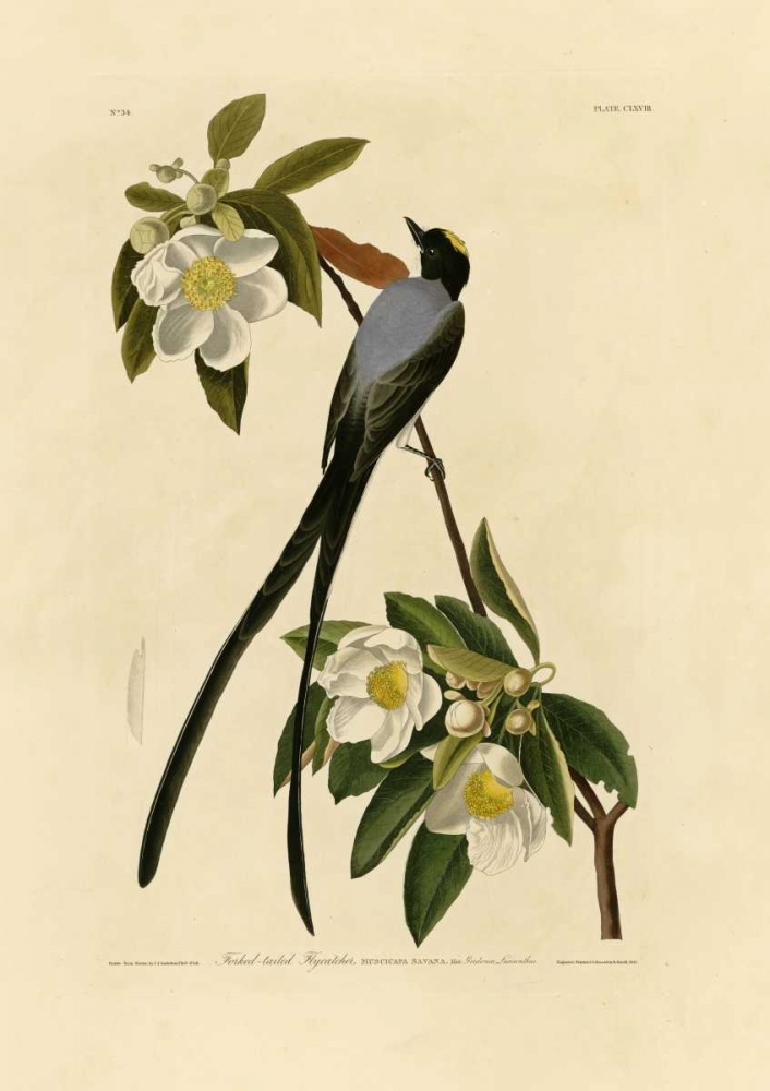 Fork-Tailed Flycatcher art print by John James Audubon for $57.95 CAD