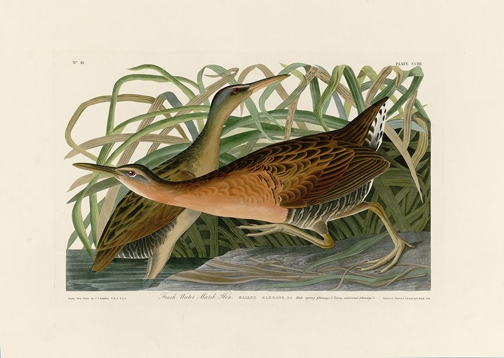 Fresh Water Marsh Hen art print by John James Audubon for $57.95 CAD