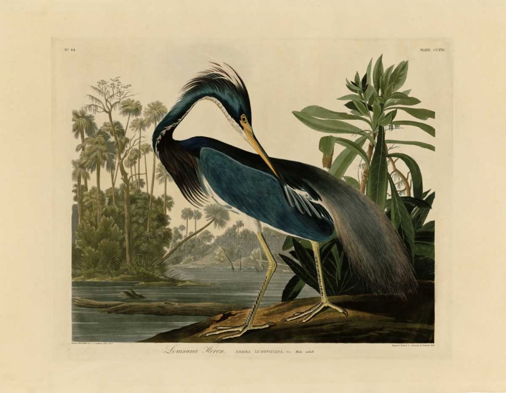 Louisiana Heron art print by John James Audubon for $57.95 CAD