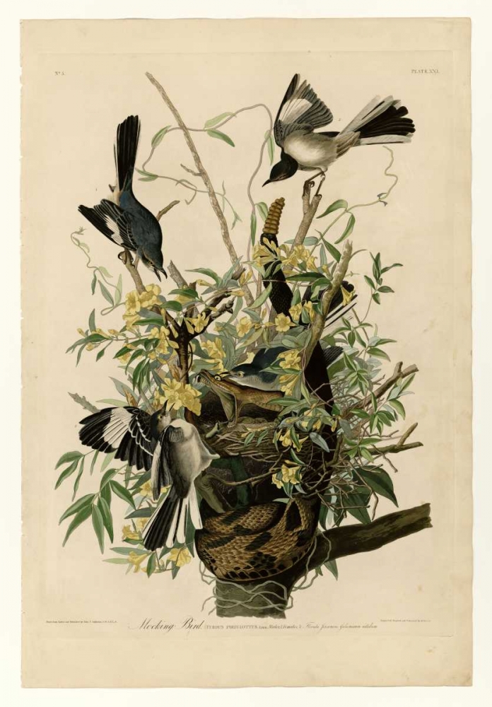 Mocking Bird art print by John James Audubon for $57.95 CAD