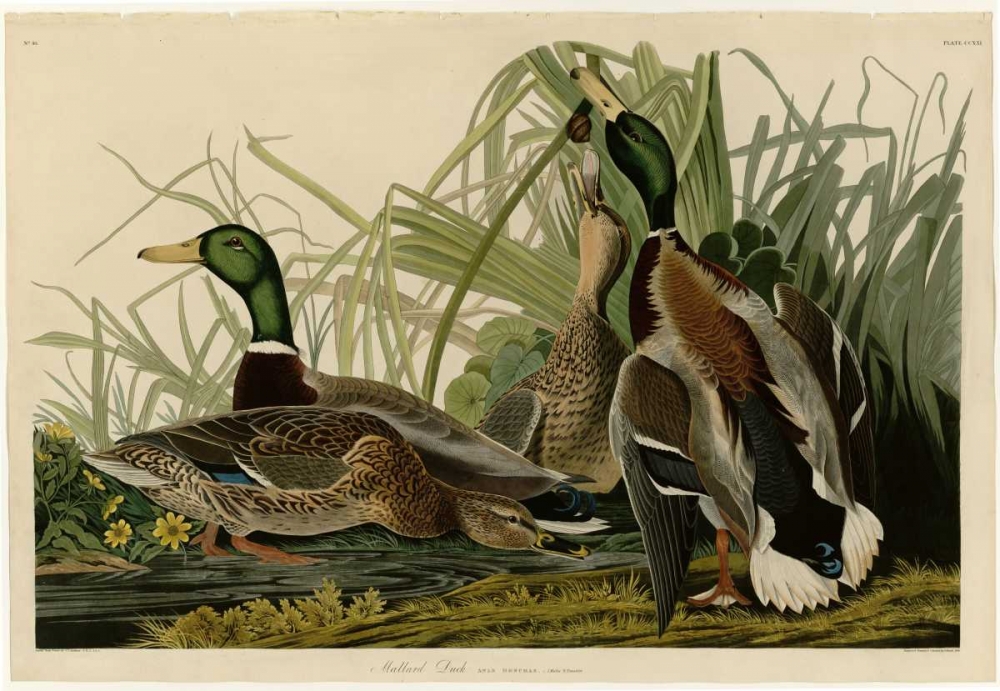 Mallard Duck art print by John James Audubon for $57.95 CAD
