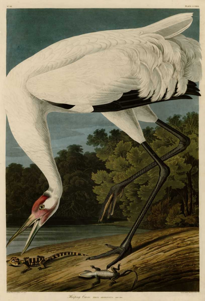 Hooping Crane art print by John James Audubon for $57.95 CAD