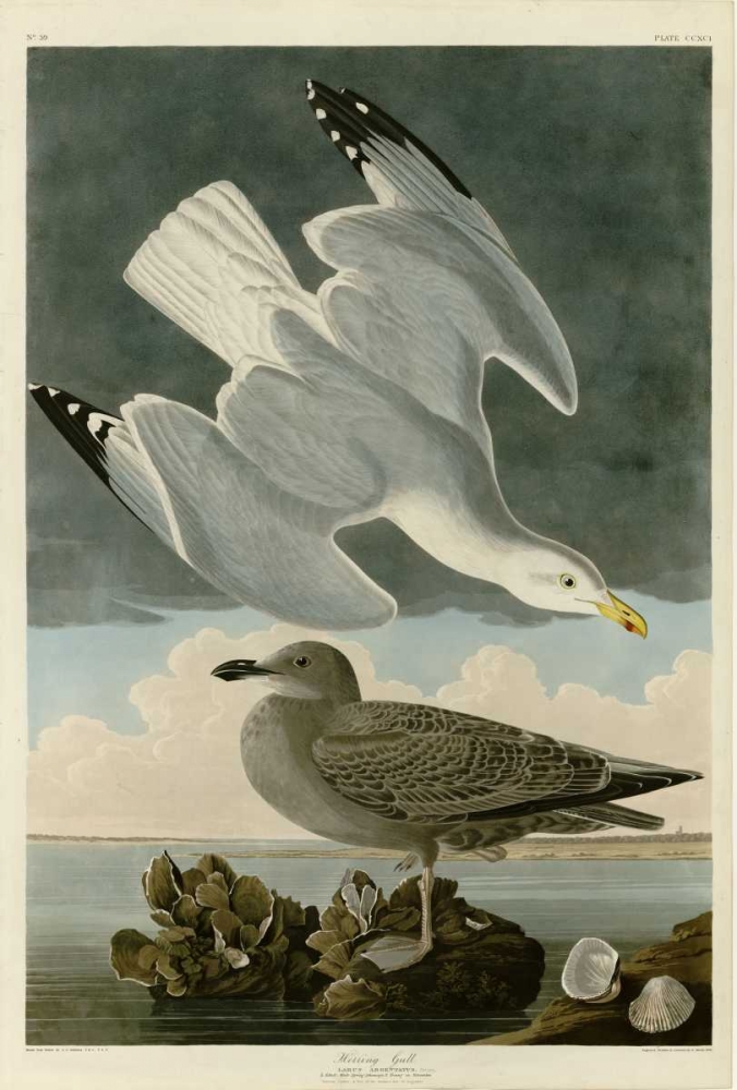 Herring Gull art print by John James Audubon for $57.95 CAD