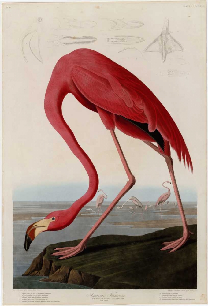American Flamingo art print by John James Audubon for $57.95 CAD