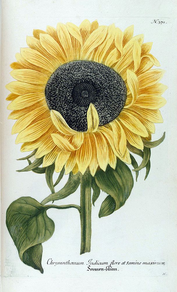 Sunflower - Chrysanthemum art print by Jacob Weinmann for $57.95 CAD