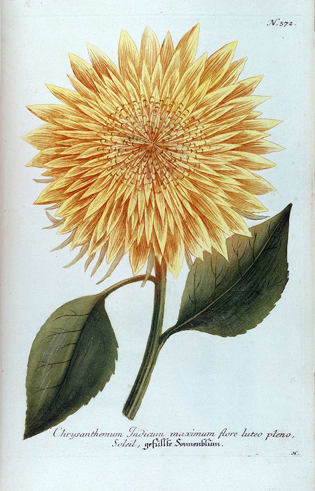 Chrysanthemum Flor Solis Maxi art print by Jacob Weinmann for $57.95 CAD