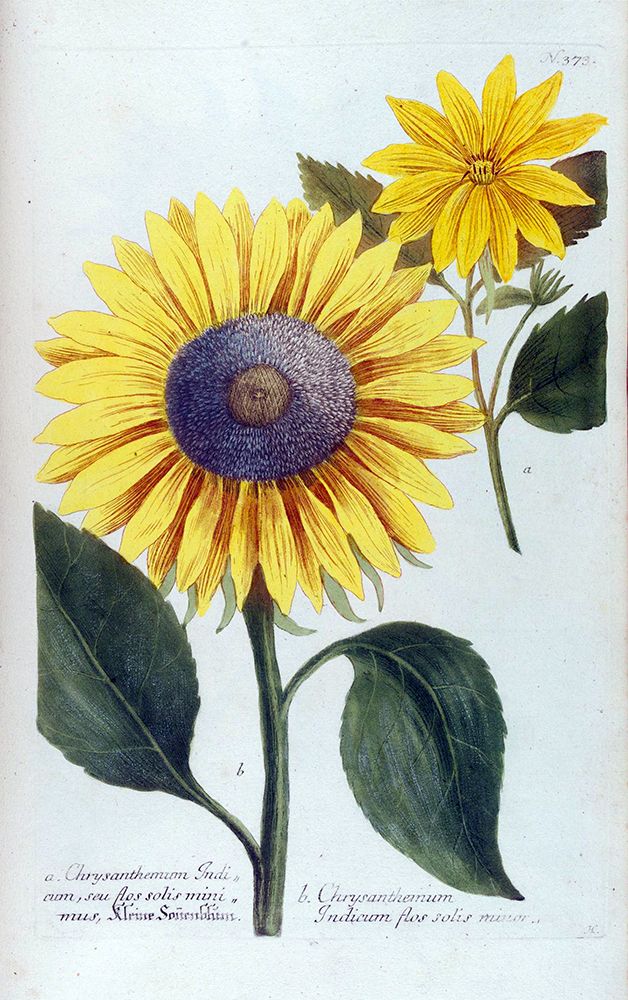 Sunflower Flor Solis Mini art print by Jacob Weinmann for $57.95 CAD