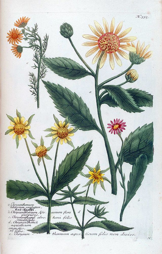 Chrysanthemum Tuberosum art print by Jacob Weinmann for $57.95 CAD