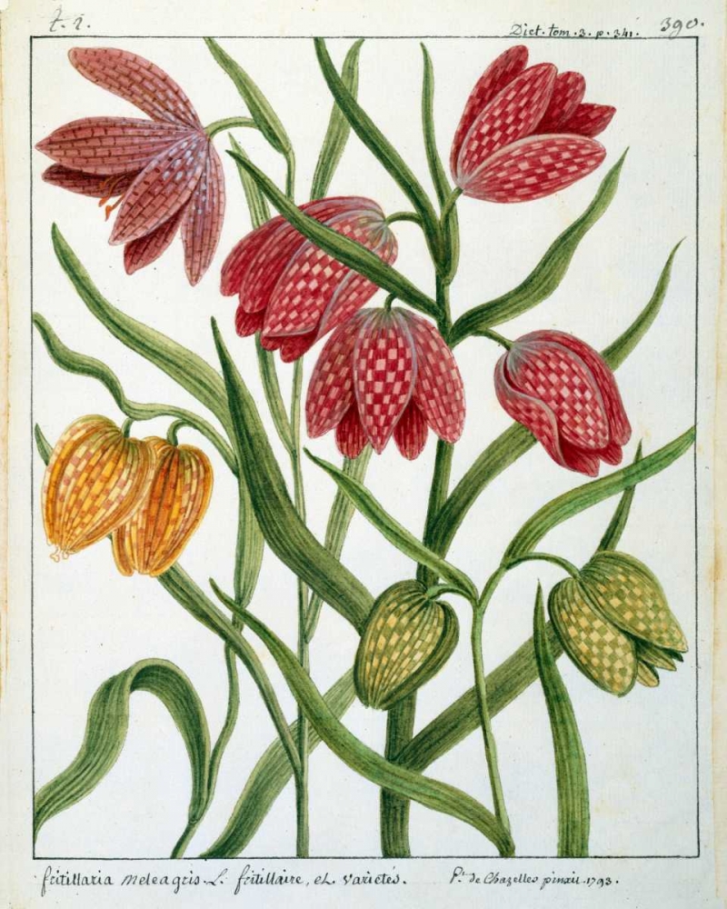Fritillaria Meleagris art print by Laurent De Chazelles for $57.95 CAD