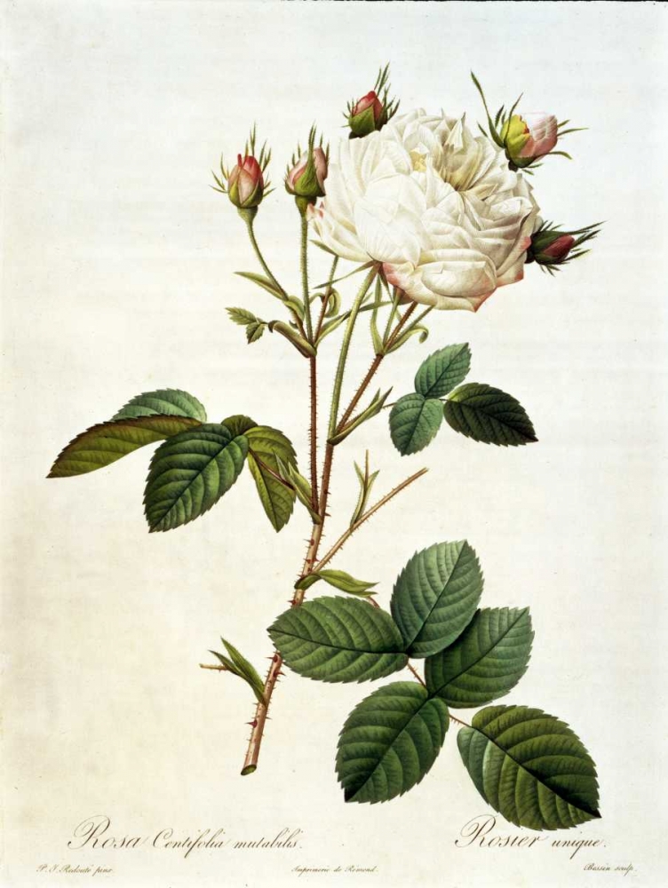 Rosa, Centifolia Mutabilis art print by Pierre-Joseph RedoutÃ© for $57.95 CAD