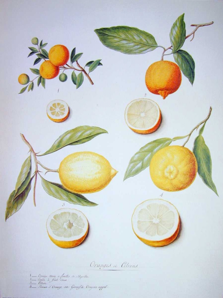 Citrons, Oranges and Lemons art print by Pierre Ledoulx for $57.95 CAD