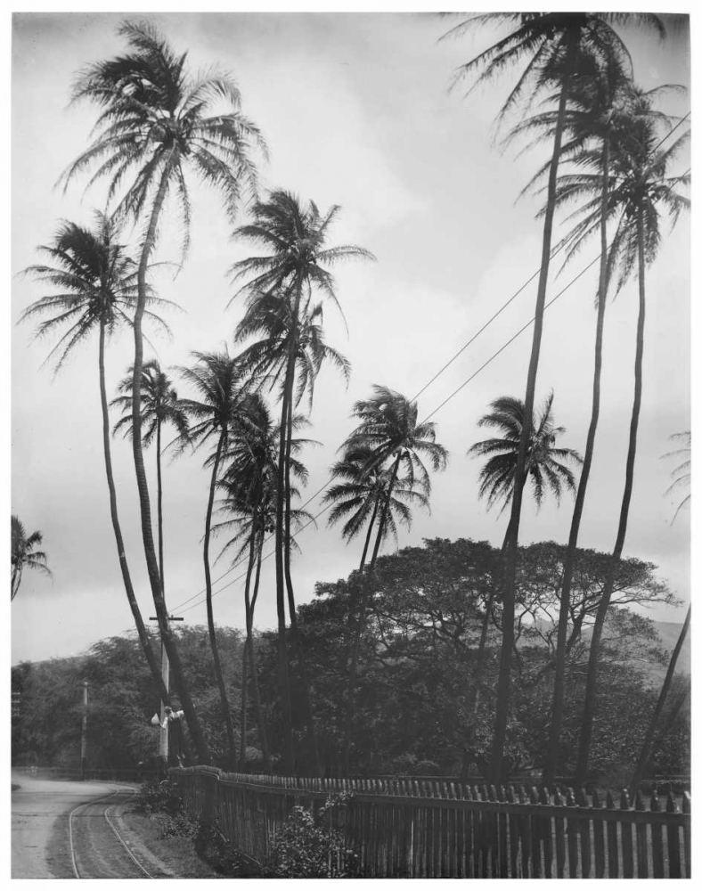 Coconut Palms, Honolulu, 1907 art print by Anonymous for $57.95 CAD