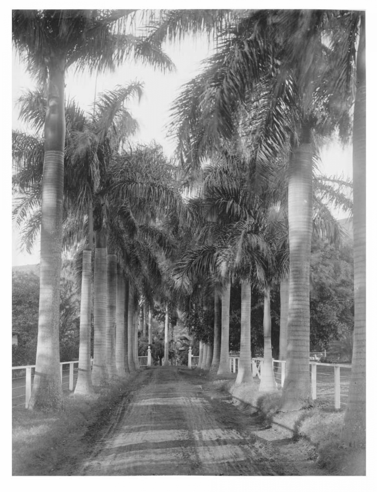 Royal Palm Ave, Honolulu, 1907 art print by Anonymous for $57.95 CAD