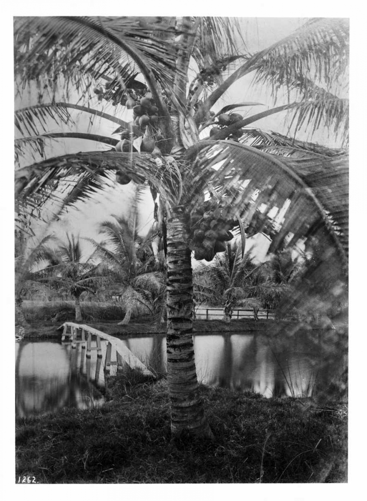 Coconut Palm, Hawaii, 1907-20 art print by Anonymous for $57.95 CAD