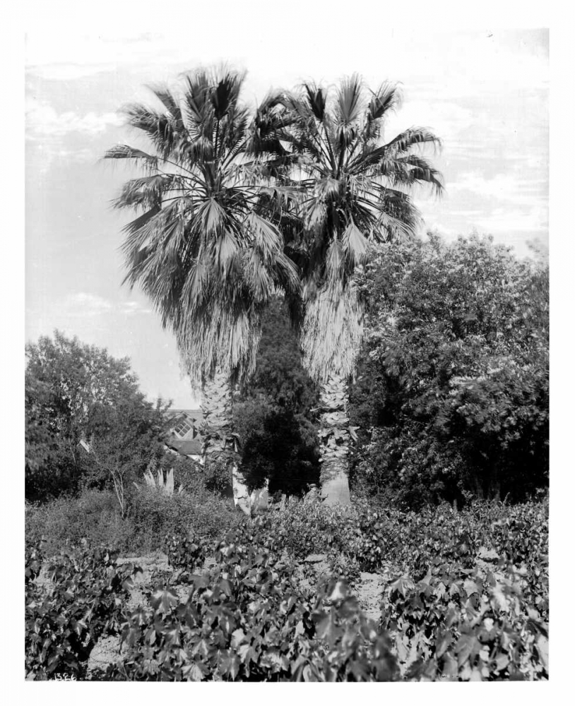 Old Palm Trees, South Pasadena, c1910 art print by Anonymous for $57.95 CAD