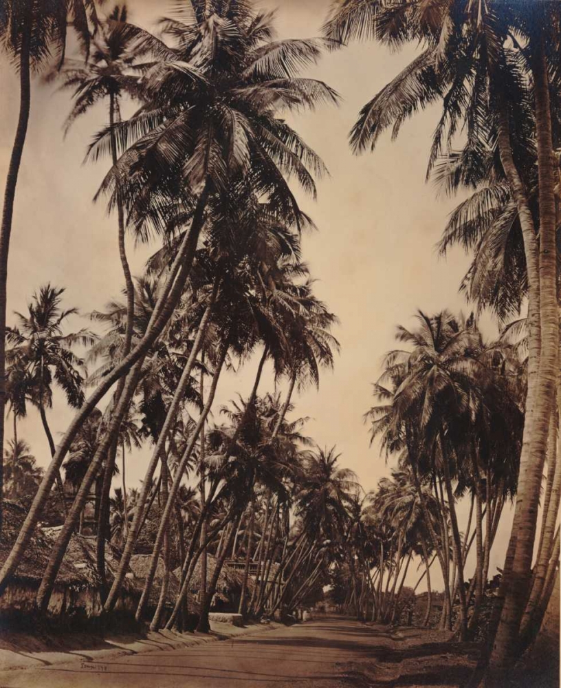 Coconut Palms, Coonoor India 1870 art print by Anonymous for $57.95 CAD