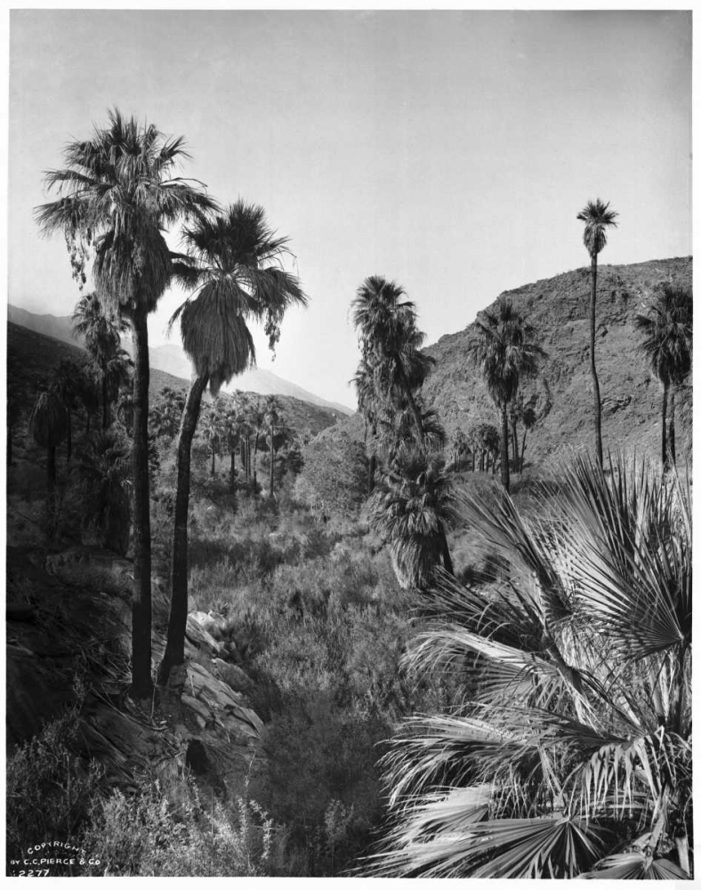 Palm Canyon, Palm Springs c,1903 art print by Anonymous for $57.95 CAD