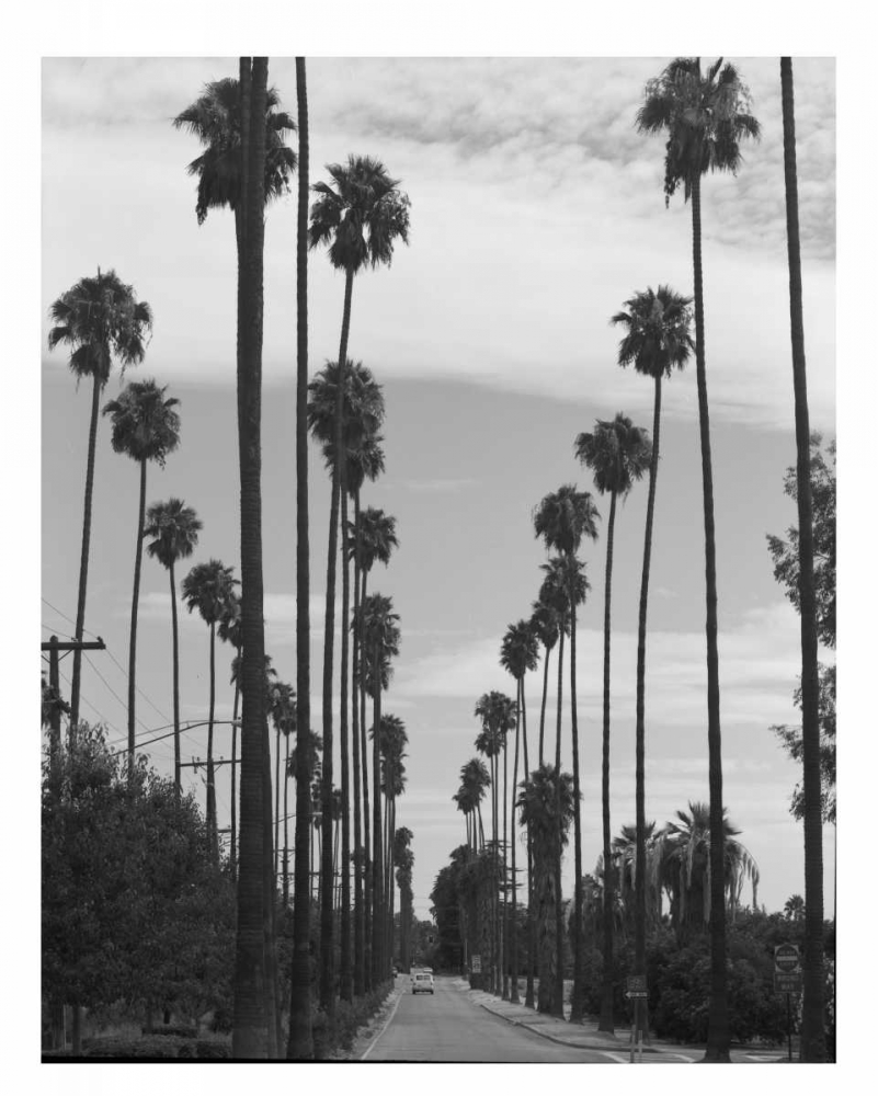 Palm Trees, Victoria Ave, Riverside c1910 art print by Anonymous for $57.95 CAD