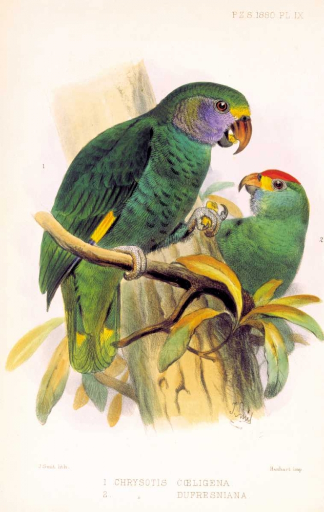 Parrots, Chrysotis art print by Joseph Smit for $57.95 CAD