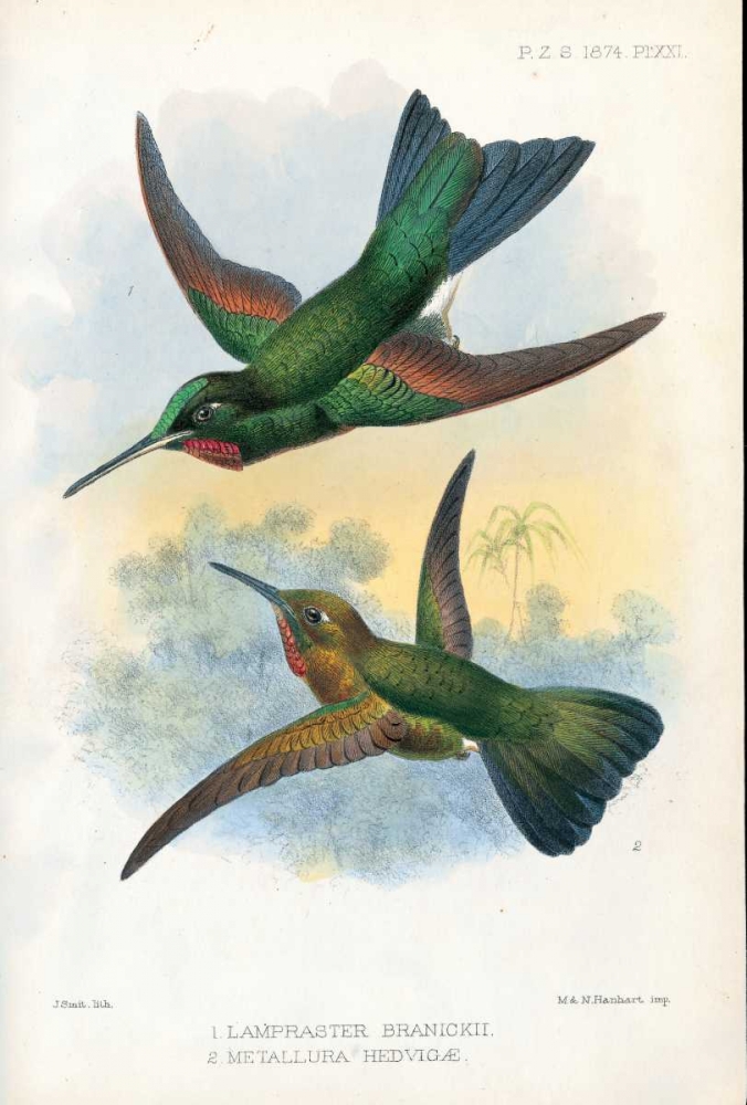 Humming Birds art print by Joseph Smit for $57.95 CAD