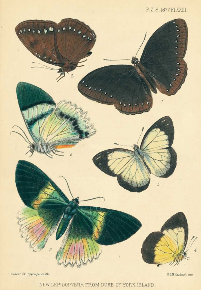 Butterflies, Duke of York Island art print by Joseph Smit for $57.95 CAD