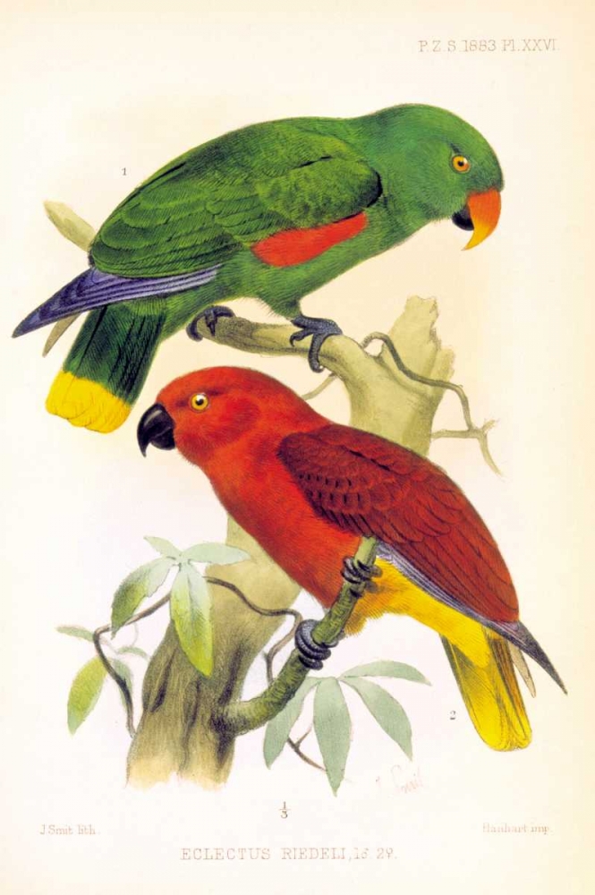 Parrots, Eclectus Riedelli art print by Joseph Smit for $57.95 CAD