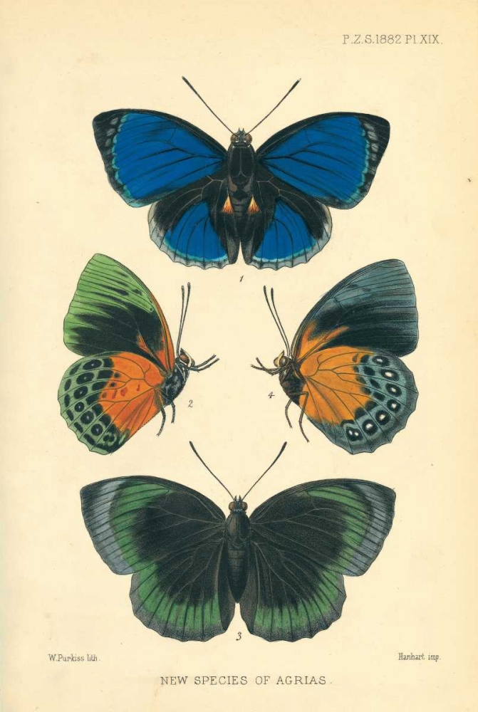 Butterflies, New species of Agrias art print by Joseph Smit for $57.95 CAD