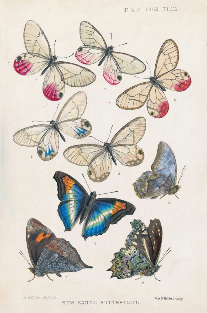 Exotic Butterflies art print by A G Butler for $57.95 CAD