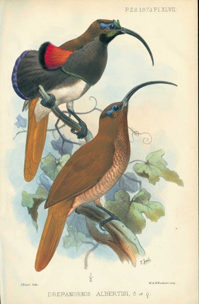 Sicklebill, Bird of Paradise art print by Joseph Smit for $57.95 CAD